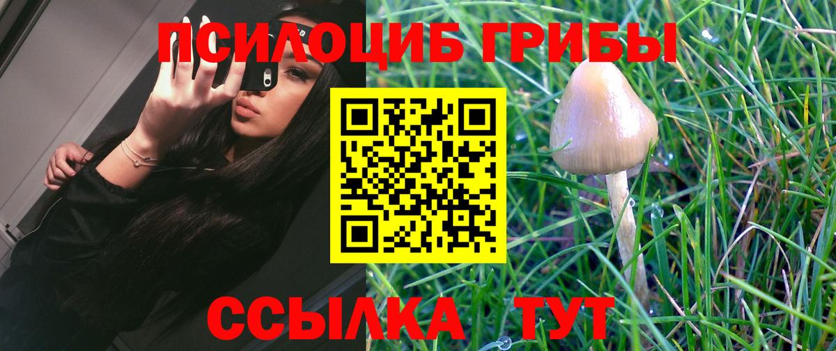 Галлюциногенные грибы Psilocybine cubensis Славянск-на-Кубани
